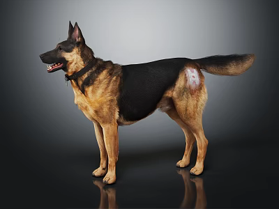 German Shepherd Dog With Collar And Black And Tan Coat Standing On Gray Gradient Background 3d model