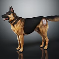 German Shepherd Dog With Collar And Black And Tan Coat Standing On Gray Gradient Background