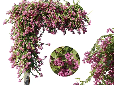 Lush Vine Covered With Purple Flowers Close Up 3d model