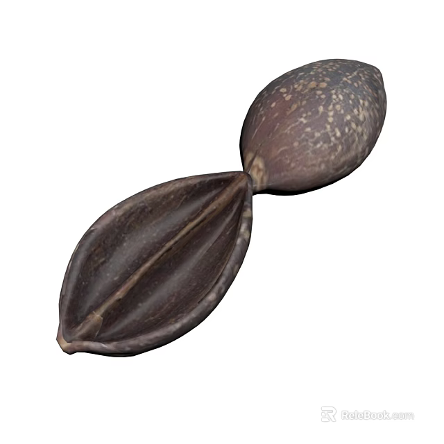Dark Brown Plant Seed With Textured Surface And Split Shell Structure 3d model 
