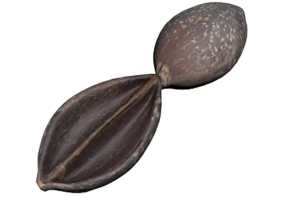 Dark Brown Plant Seed With Textured Surface And Split Shell Structure 3d model