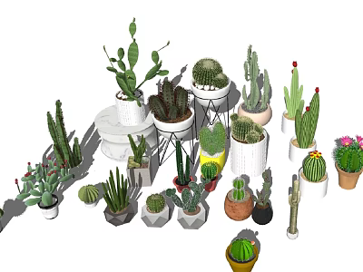 Bonsai and Potted Plants with Various Cacti Succulents in Colorful Ceramic Pots 3d model