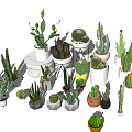 Bonsai and Potted Plants with Various Cacti Succulents in Colorful Ceramic Pots