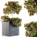 Lush Arbor With Green And Brown Leaves Growing In Gray Cubic Planter