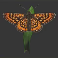 Orange and Black Patterned Butterfly Perched on Green Leaf Against Black Background 3d model