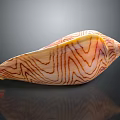 Organ And Hair Like Features On Striped Shell With Smooth Textured Surface