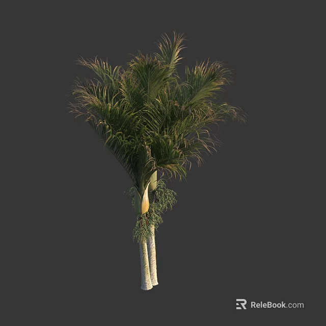 Tall Lush Palm Tree With Feathery Green Fronds And White Trunk 3d model 