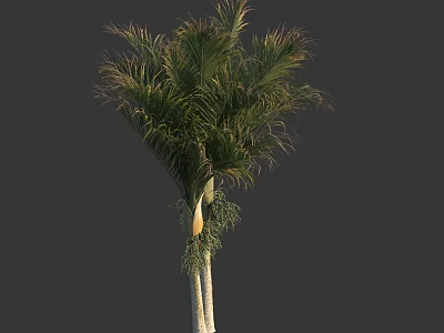 Tall Lush Palm Tree With Feathery Green Fronds And White Trunk 3d model