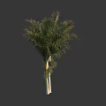 Tall Lush Palm Tree With Feathery Green Fronds And White Trunk