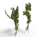 Lush Green Vines With Dense Leaves And Exposed Roots On White Background
