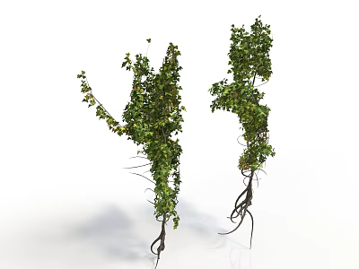 Lush Green Vines With Dense Leaves And Exposed Roots On White Background 3d model