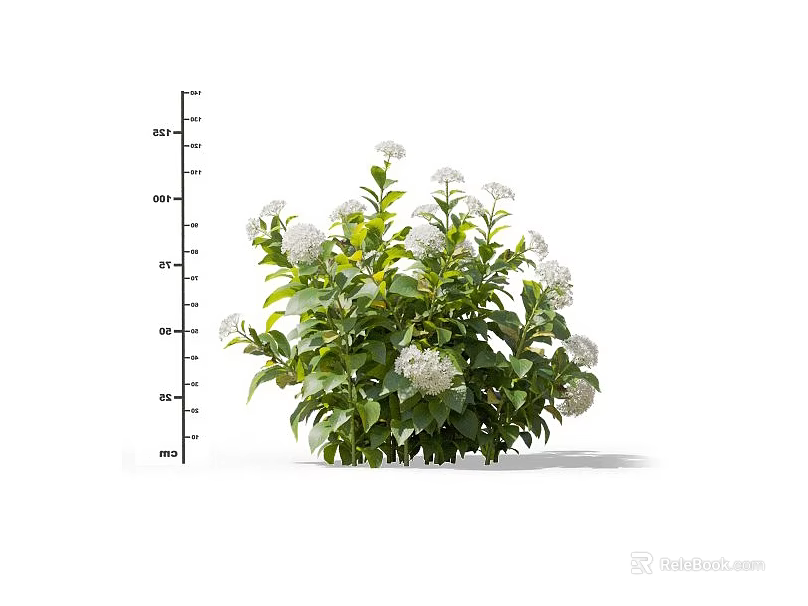 Vibrant Flowering Plant With Green Foliage And White Blossoms In Measured Height 3d model 