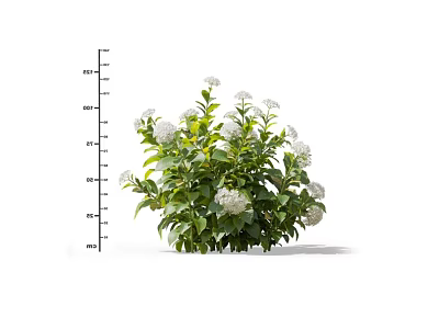 Vibrant Flowering Plant With Green Foliage And White Blossoms In Measured Height 3d model
