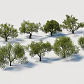 Multiple Arbor Trees With Different Crown Shapes Displayed On White Background 3d model