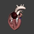 Game and Movie Character 3D Heart Model with Anatomical Vessels and Aorta Structure