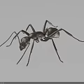 Metallic Ant With Detailed Legs And Body Structure On Dark Background