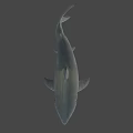 Realistic Great White Shark 3D Model Swimming Against Blue Background With Detailed Features