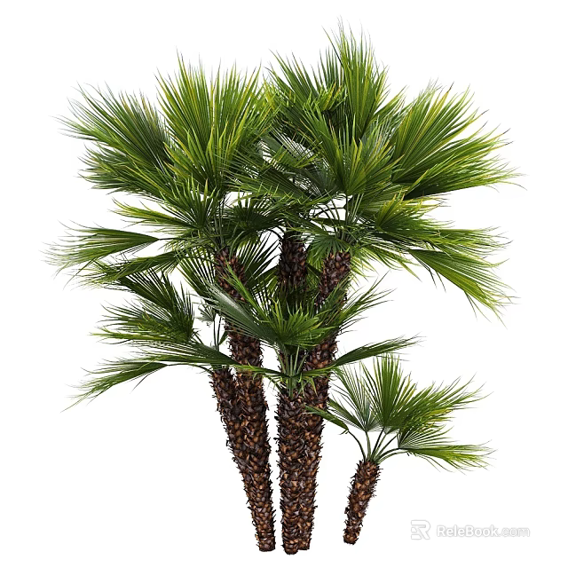 Tall Palm Trees with Lush Green Fronds and Brown Trunks in Natural Outdoor View 3d model 