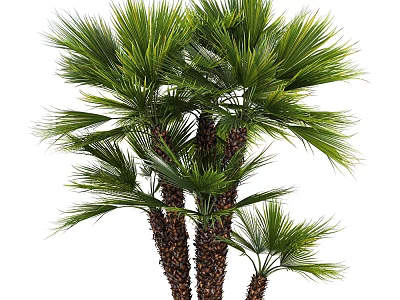 Tall Palm Trees with Lush Green Fronds and Brown Trunks in Natural Outdoor View 3d model