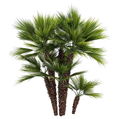 Tall Palm Trees with Lush Green Fronds and Brown Trunks in Natural Outdoor View 3d model