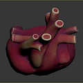 Realistic 3D Rendered Human Heart Organ with Detailed Blood Vessels on Dark Background