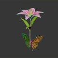 Monarch Butterfly Perched On Pink Lily With Green Stem And Leaves Against Dark Background