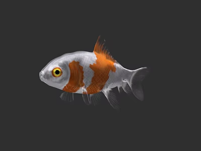 Stunning Silver And Orange Aquatic Goldfish With Bright Yellow Eyes Appearance 3d model