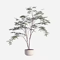 Bonsai Potted Plant With Slender Trunk And Green Leaves In White Pot