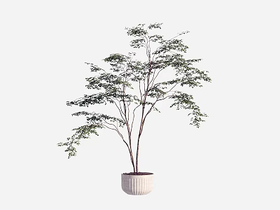 Bonsai Potted Plant With Slender Trunk And Green Leaves In White Pot 3d model