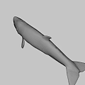 Detailed Prehistoric Shark Head Model With Sharp Teeth And Realistic Skin