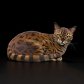 Animal Cat Pet Cat 3d model