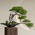 Pine Bonsai Tree With Curved Branches And Green Foliage In Black Pot On Wooden Stand