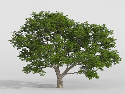Lush Green Leafy Tree With Thick Trunk And Dense Canopy In Clear Background 3d model