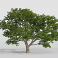 Lush Green Leafy Tree With Thick Trunk And Dense Canopy In Clear Background 3d model