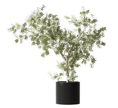 Bonsai Potted Plant with Lush Green Foliage in Black Ceramic Pot 3d model
