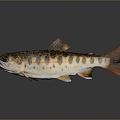 Catfish Carp Sturgeon Bass Freshwater Fish Various Carp Grass Carp Crucian Carp 3d model