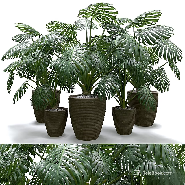 Lush Monstera Potted Plants with Various Sizes Woven Planters for Indoor Greenery 3d model 