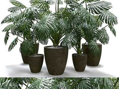 Lush Monstera Potted Plants with Various Sizes Woven Planters for Indoor Greenery 3d model