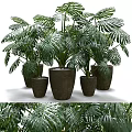 Lush Monstera Potted Plants with Various Sizes Woven Planters for Indoor Greenery