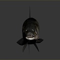 Catfish Carp Sturgeon Bass Freshwater Fish Various Carp Grass Carp Crucian Carp 3d model