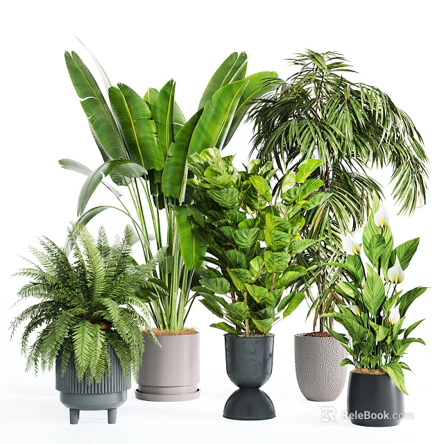 Various Indoor Potted Plants With Different Leaf Shapes And Decorative Ceramic Pots 3d model
