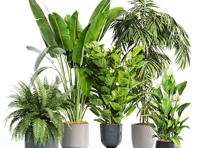Various Indoor Potted Plants With Different Leaf Shapes And Decorative Ceramic Pots 3d model