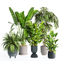 Modern potted plant green plant potted plant indoor green plant ornaments 3d model