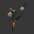 Modern Peco toucan 3d model