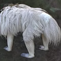 Gray White Fur Monkey With Red Face Standing On Grass Near Green Plants And Dirt Path
