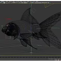Goldfish Fish Realistic Fish 3d model