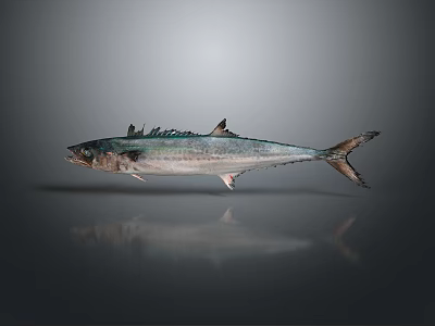 Glossy Silver Streamlined Marine Fish With Fins And Gray Background Reflection 3d model