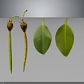 Plant Parts Featuring Wilted Fruits With Yellow Stems And Green Oval Leaves On Dark Background