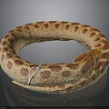 Coiled Brown Beige Spotted Snake In Ring Shape With Scaly Skin