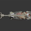 Medical Device 3D Cow Anatomy Model With Skeleton And Organs For Veterinary Education